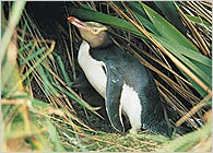 Rare yellow-eyed penguin