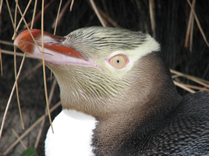 Close-up of penguin among grass