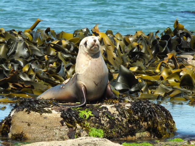 Sea Lions