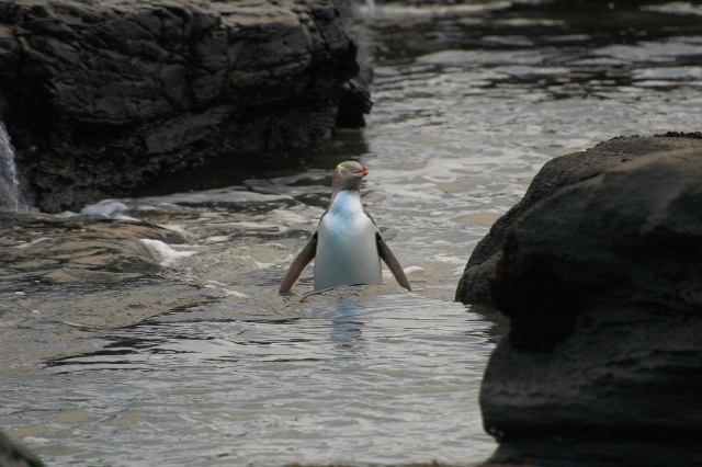 Penguin entering water between rocks.
