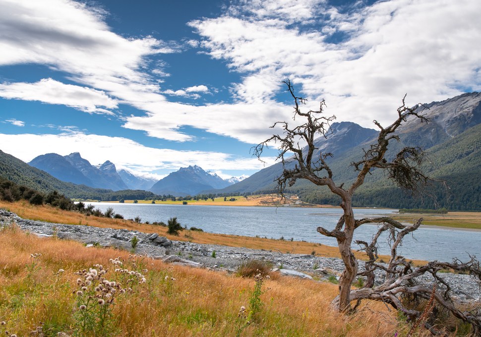 Looking across Diamond Lake into Paradise, with a weathered tree in the foreground