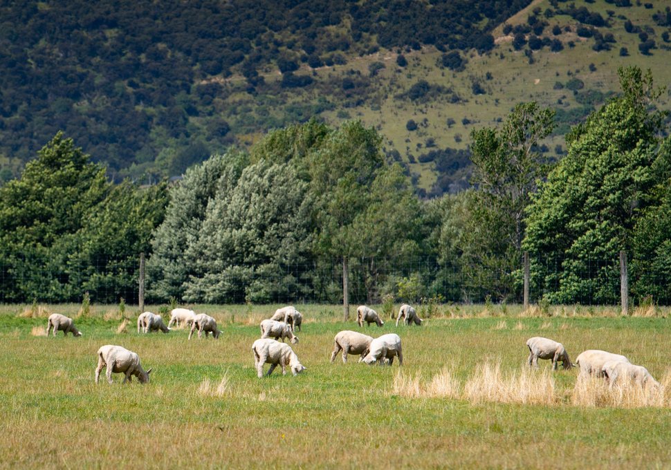 Sheep grazing in a green paddock on Mt Earnslaw Station